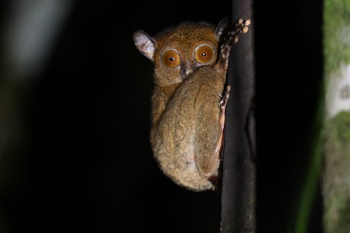 Tawau: 3D2N Maliau Basin The Lost World Expedition from Semporna, Semporna