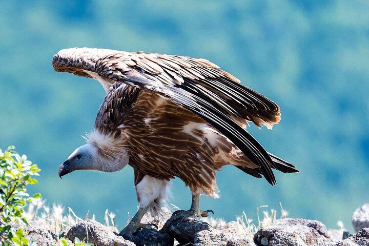Griffon Vultures in the Blue Stones Nature Park Private Tour, Sliven