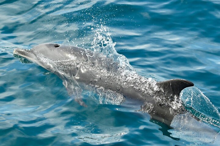 Dolphin Watching with Costa Rican Companies, Sámara