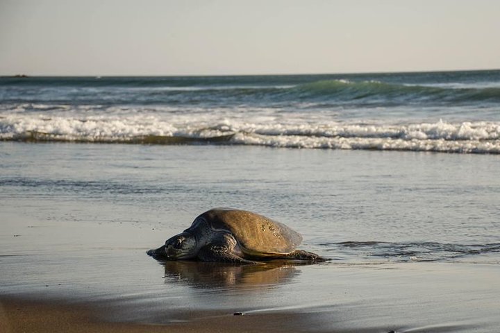 Turtle Nesting Tour in Corozalito — Water & beach things to do in Sámara