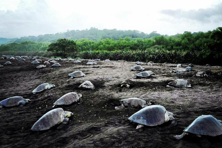 Turtle Tour Near Samara Beach — Nature & wildlife things to do in Sámara