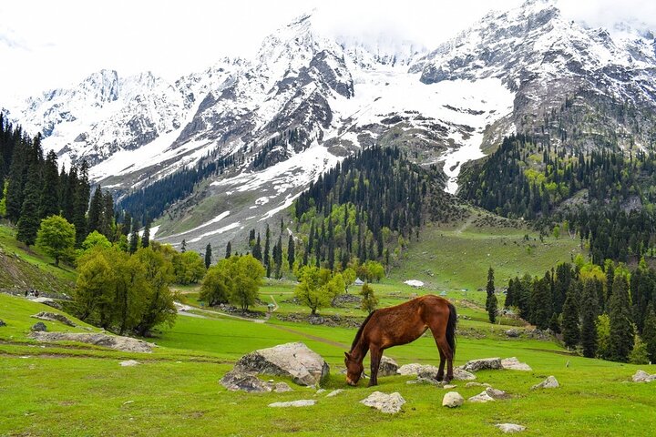 Full day private tour of Srinagar, Srinagar