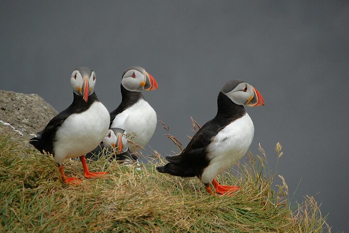 Stykkisholmur — top 1 nature & wildlife