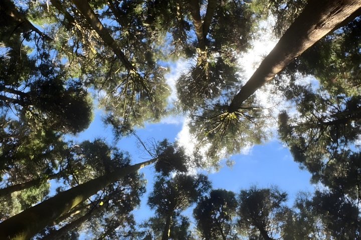 Alishan Join-in Day Tour from Taichung (Incl. Park Entrance) — Day trips things to do in Taichung