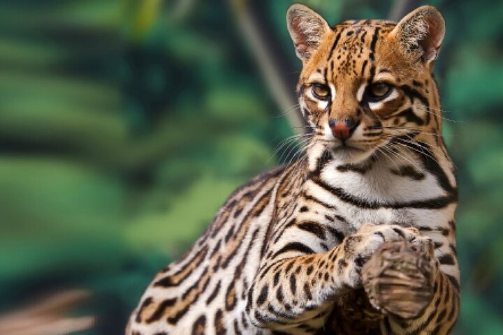 La Tigra National Park — Nature & wildlife things to do in Tegucigalpa