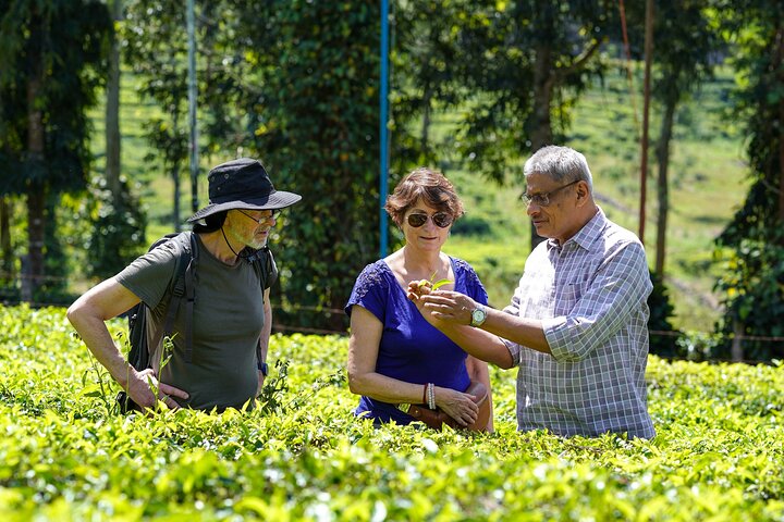 Thekkady tea plantation tour with tastings, Thekkady