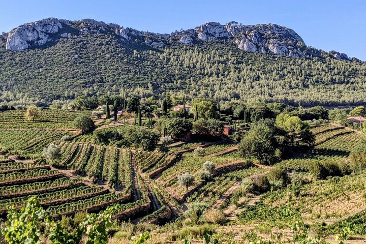 Private Vineyard Tour and Wine Tasting in Bandol, Toulon