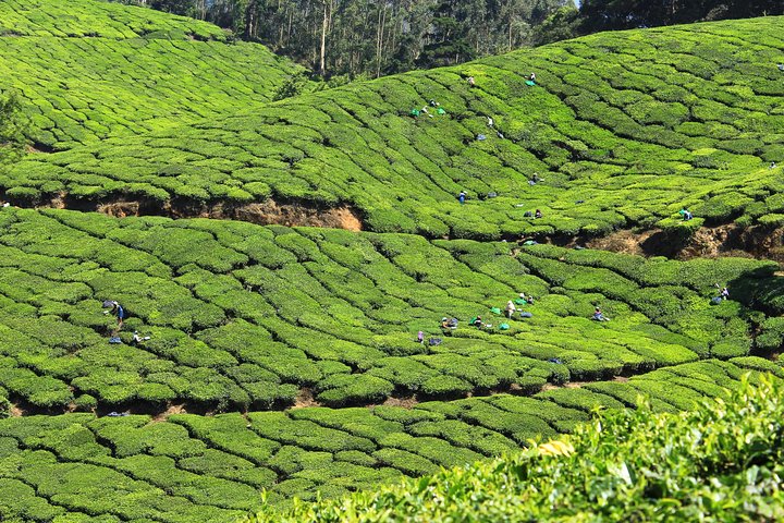 Eight-day private Kerala tour from Trivandrum, Trivandrum