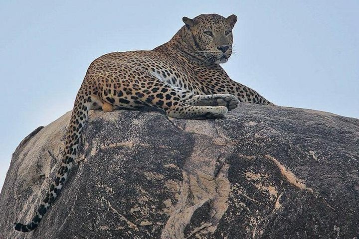 Narlai leopard safari and village walk with lunch, Udaipur