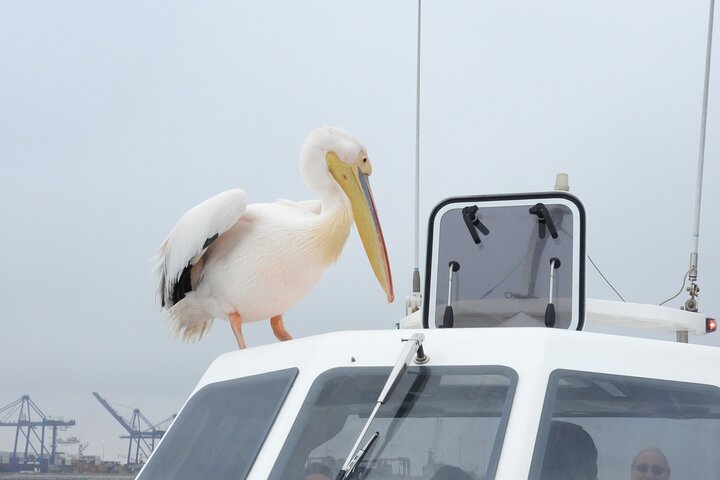Dolphin and Seal Catamaran Cruise, Walvis Bay