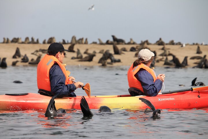 Half Day Original Seal Kayak Adventure, Pelican Point, Walvis Bay — Adventure things to do in Walvis Bay