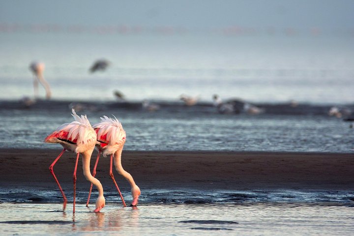 Highlights of Walvis Bay Guided 1/2 Day Tour- Dune 7 & Seals — Day trips things to do in Walvis Bay