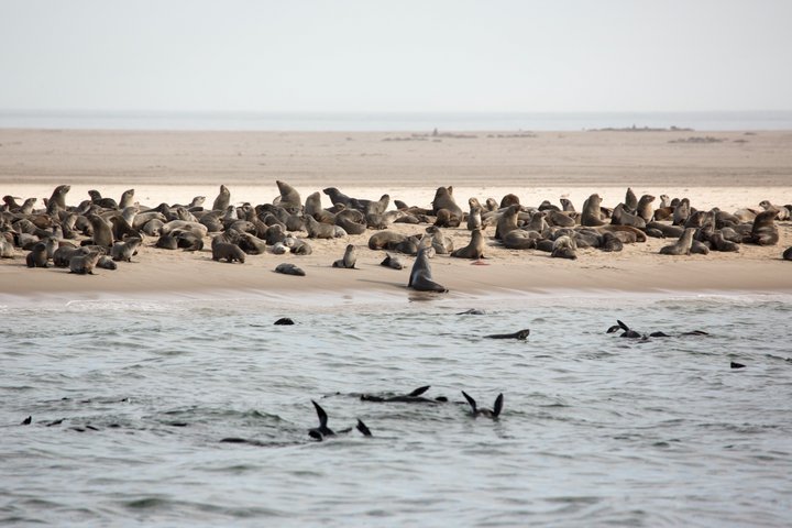 Marine Dolphin Seal Cruise — Kids-friendly things to do in Walvis Bay
