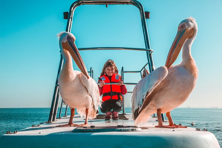 Mola Mola Marine Dolphin Cruise from the Walvis Bay Waterfront to Pelican Point — Adventure things to do in Walvis Bay