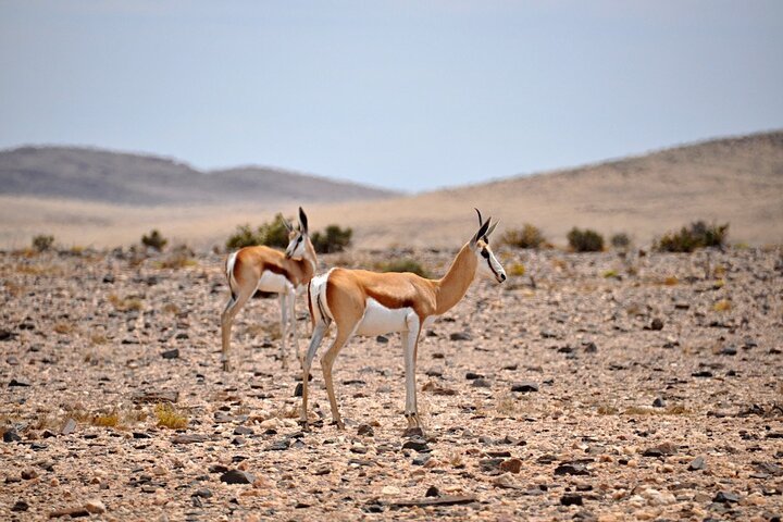 Namib Desert Landscape Tour, Walvis Bay
