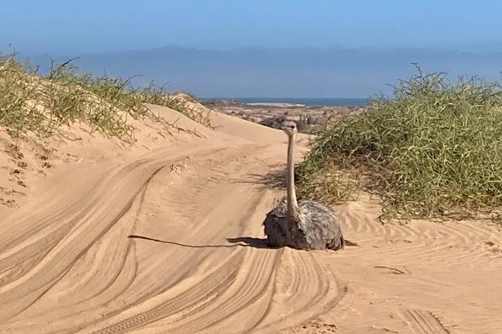 Sandwich Harbour 4WD Morning Half Day Guided Tour from Walvis Bay — Adventure things to do in Walvis Bay