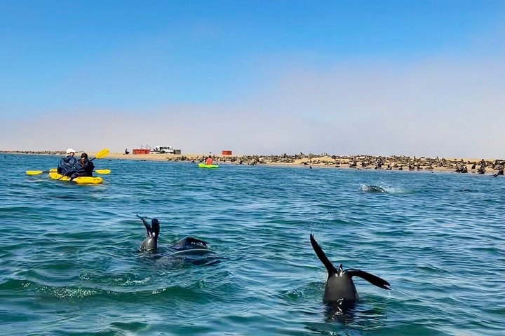 Seal Kayaking at Pelican Point from Swakopmund, Walvis Bay