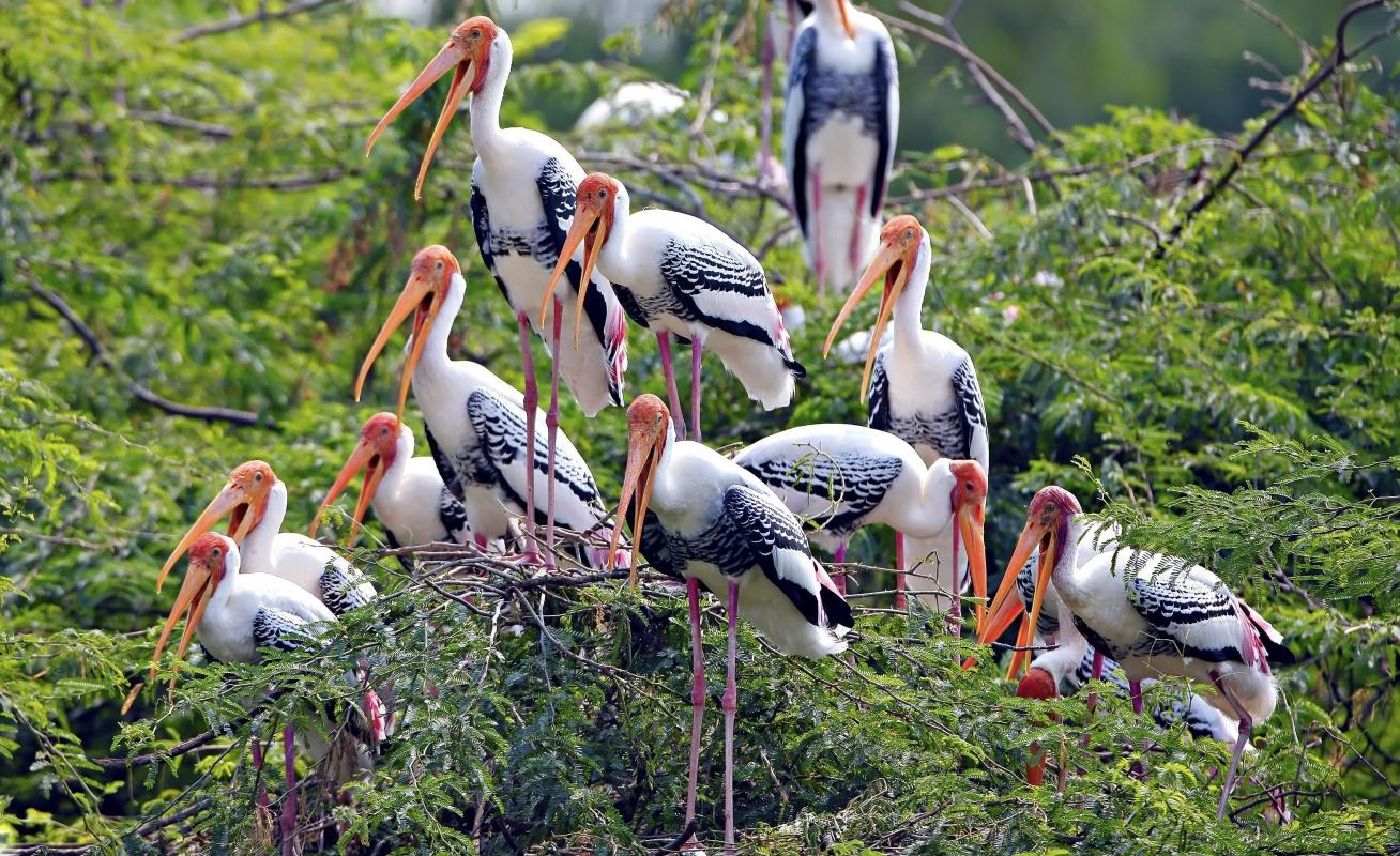 Keoladeo Ghana National Park — places to visit in Agra