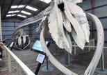 Albany's Historic Whaling Station in Albany — view 2