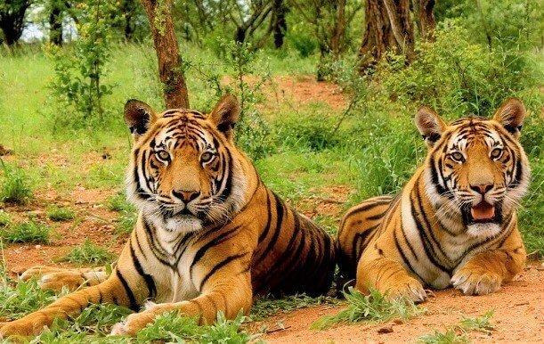 Sariska Tiger Reserve — places to visit in Alwar