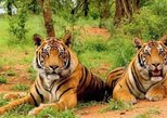 Sariska Tiger Reserve in Alwar — view 2