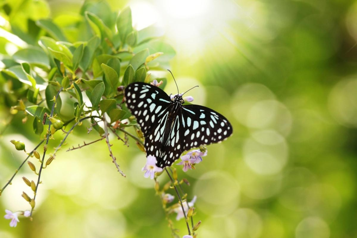 Bannerghatta National Park — places to visit in Bangalore