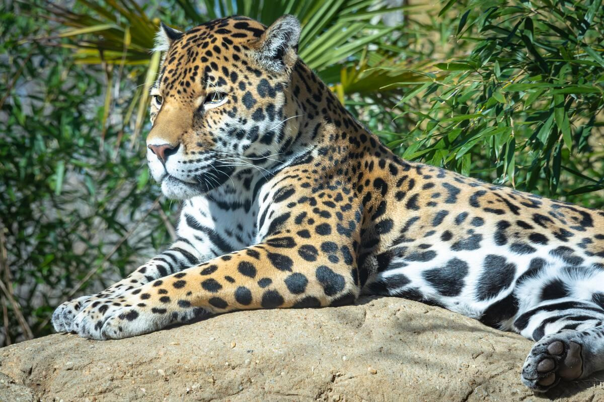 Nandankanan Zoological Park — places to visit in Bhubaneswar