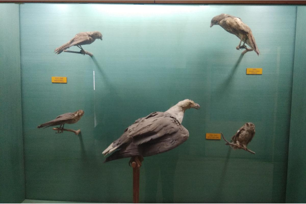 Odisha State Museum, Bhubaneswar