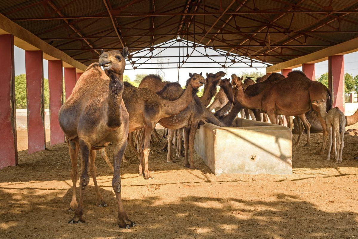 ICAR–National Research Centre on Camel — places to visit in Bikaner