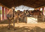 ICAR–National Research Centre on Camel in Bikaner — view 2