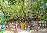 Bodhi Tree in Bodh Gaya — view 2