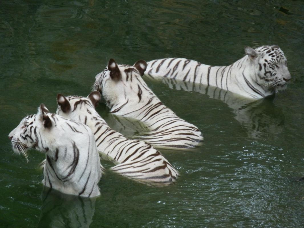 Arignar Anna Zoological Park (Vandalur Zoo) — places to visit in Chennai