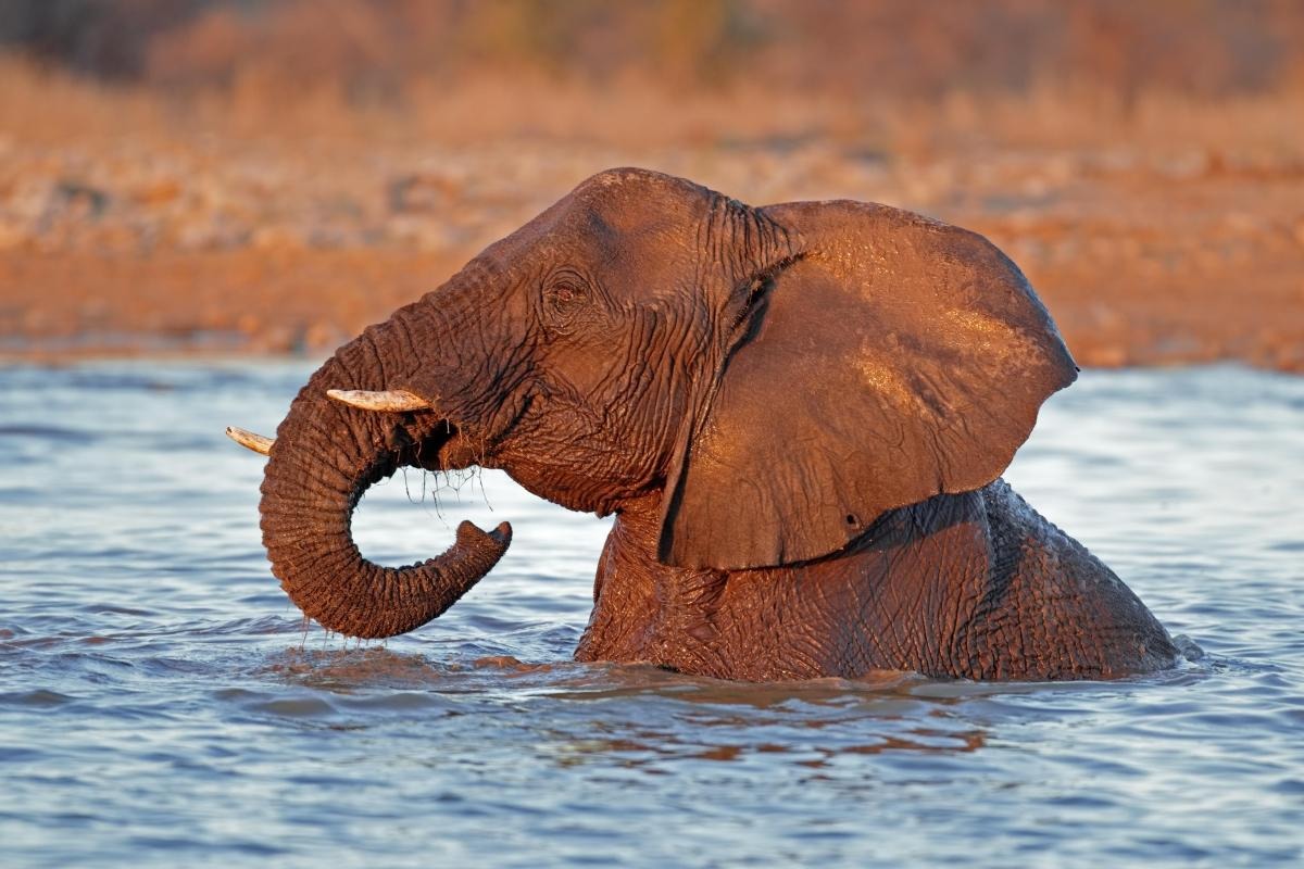 Etosha National Park — 1 places to visit