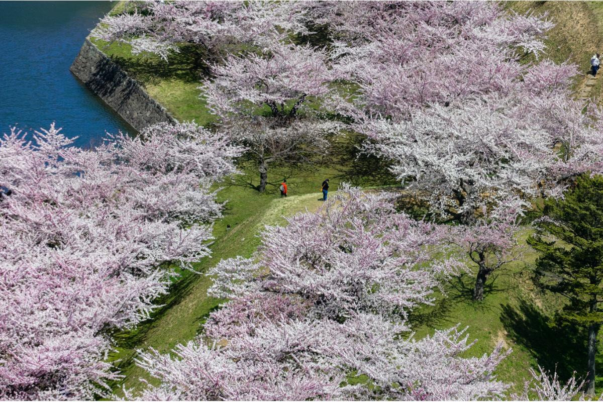 Goryokaku Park — places to visit in Hakodate