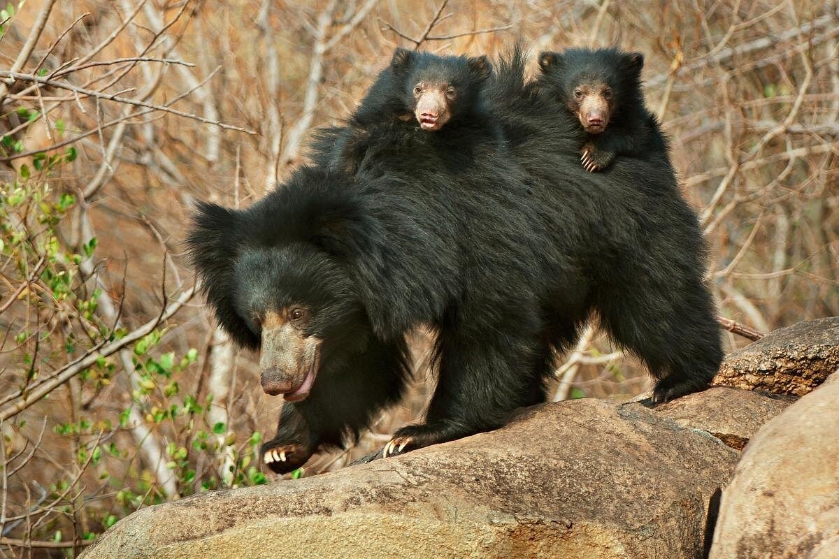 Daroji Sloth Bear Sanctuary — places to visit in Hampi