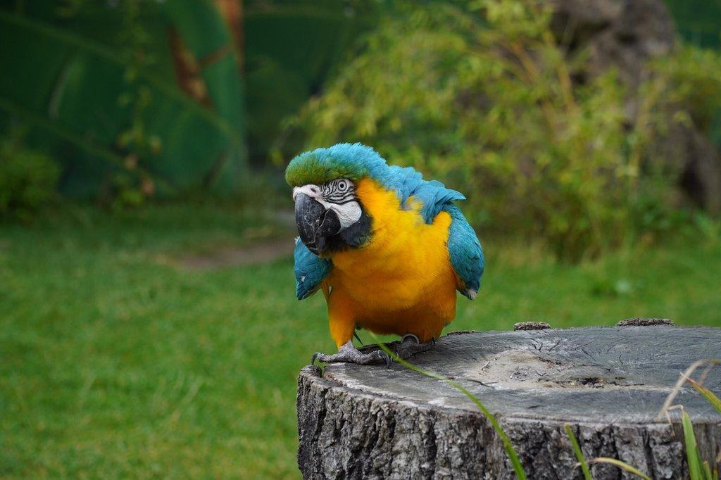 Hannover Adventure Zoo (Erlebnis Zoo Hannover), Hannover