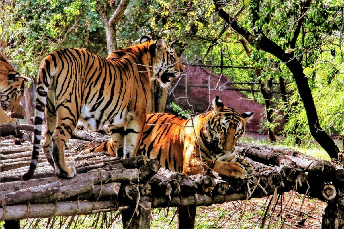 Nehru Zoological Park — places to visit in Hyderabad