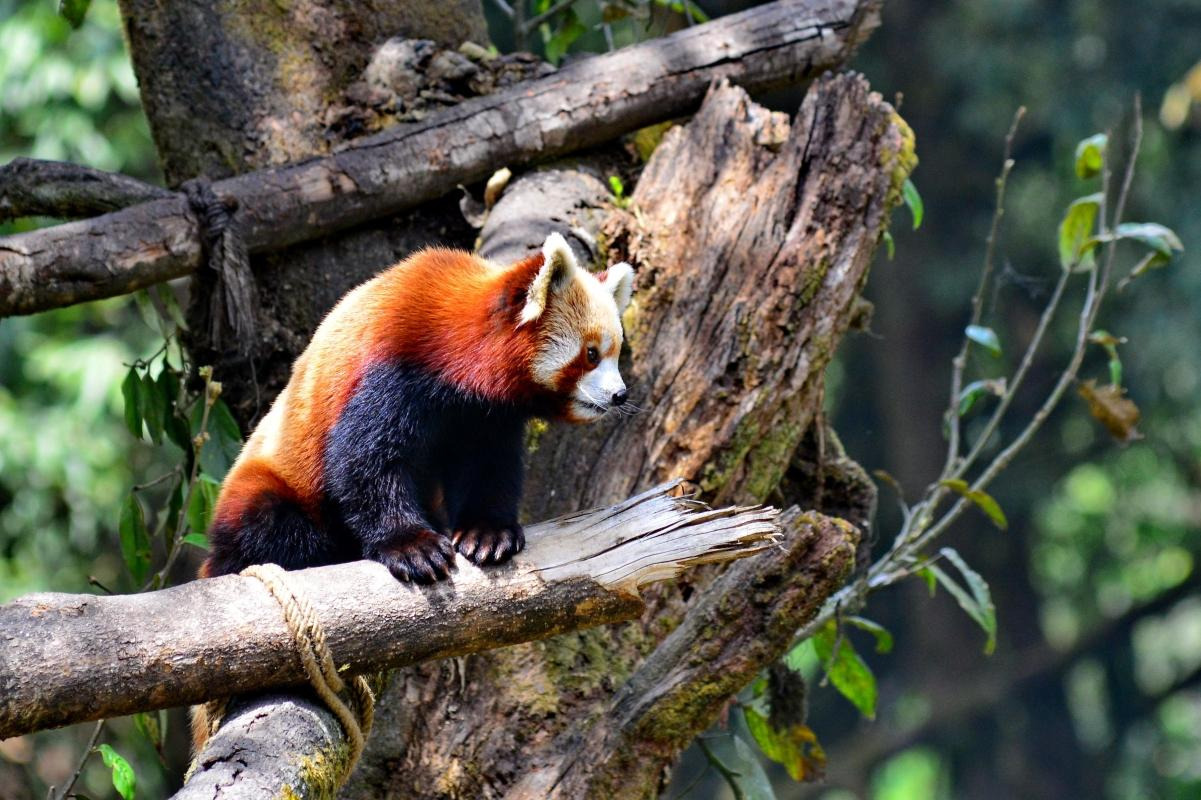 Padmaja Naidu Himalayan Zoological Park — places to visit in Kolkata