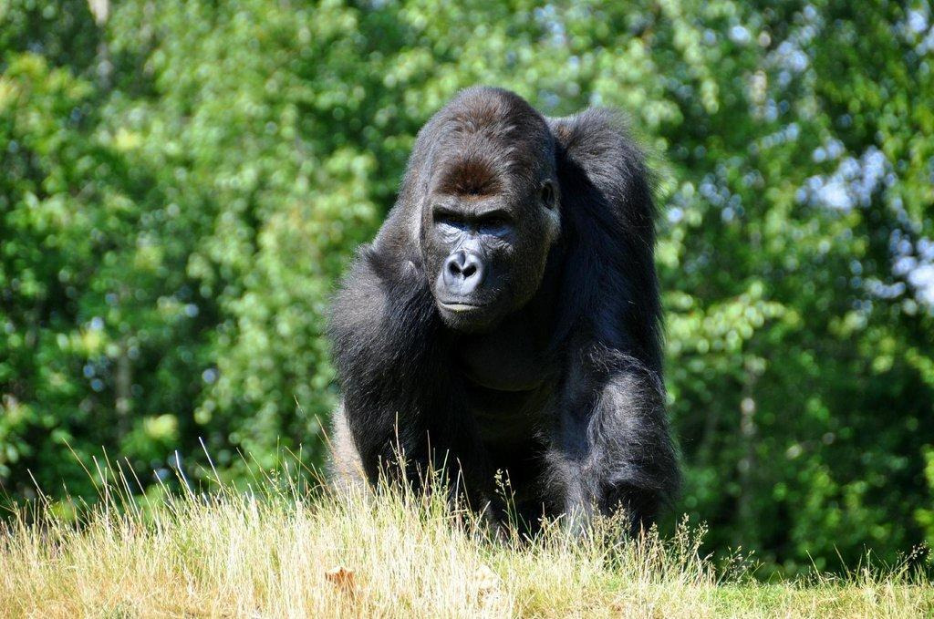 Boissière du Doré Zoo (Zoo de la Boissière du Doré) — places to visit in Nantes