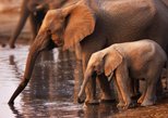 Addo Elephant National Park in Port Elizabeth — view 2