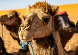 Pushkar Camel Fair in Pushkar — view 2