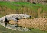 National Chambal Sanctuary in Sawai Madhopur — view 2