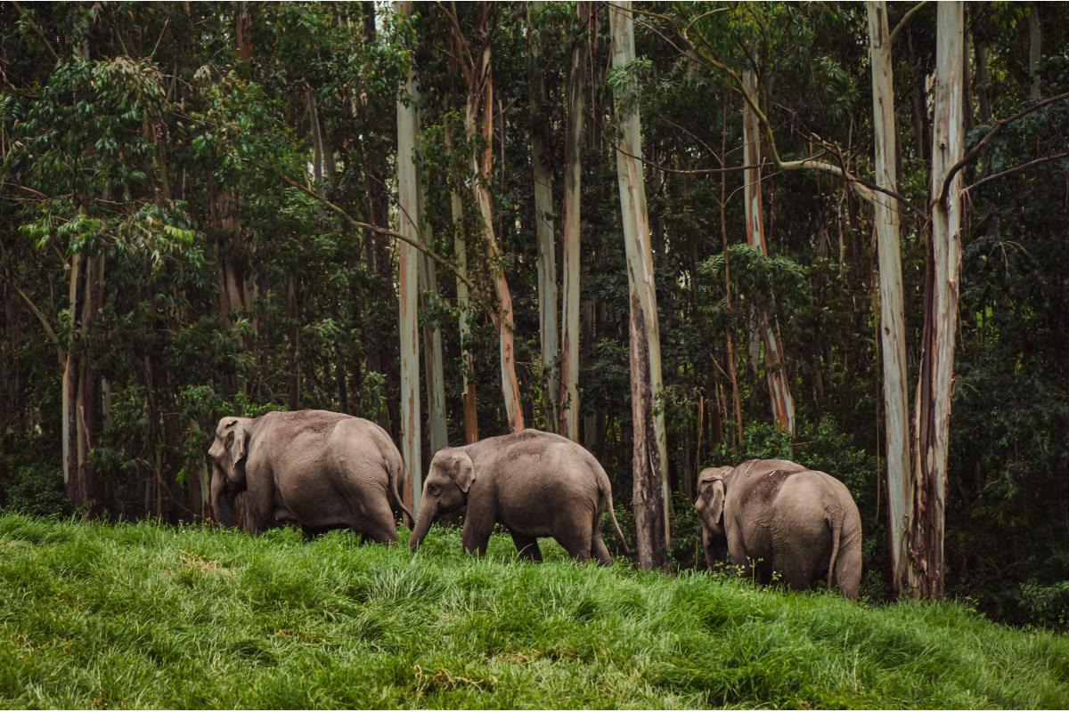 Periyar National Park — places to visit in Thekkady
