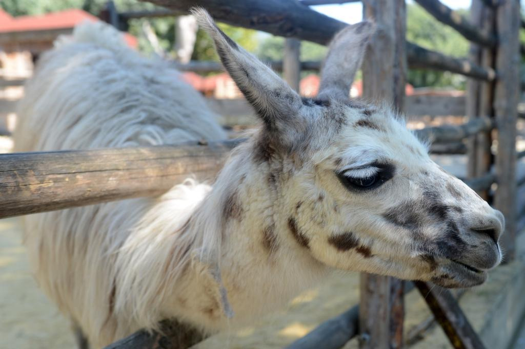 Varna Zoo (Zoopark), Varna
