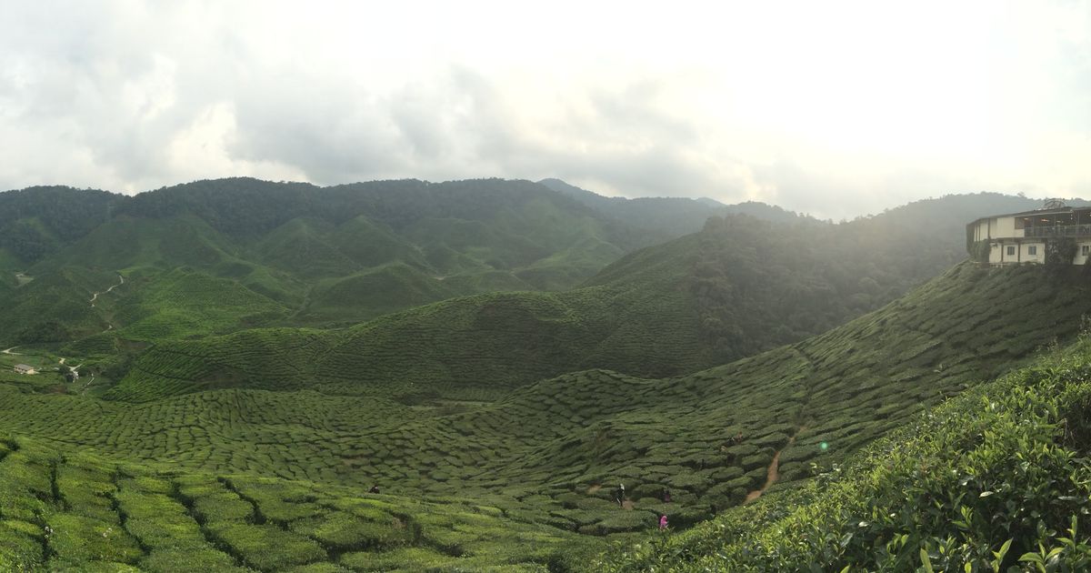 Cameron Highlands Tea Tour — photo 4