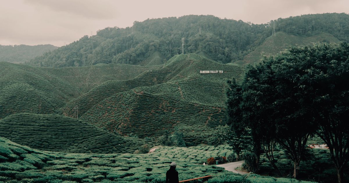Cameron Highlands Tea Tour — photo 5