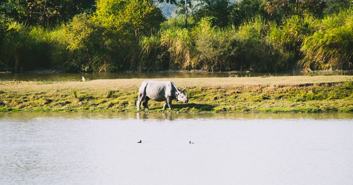 Chitwan National Park Safari — photo 5