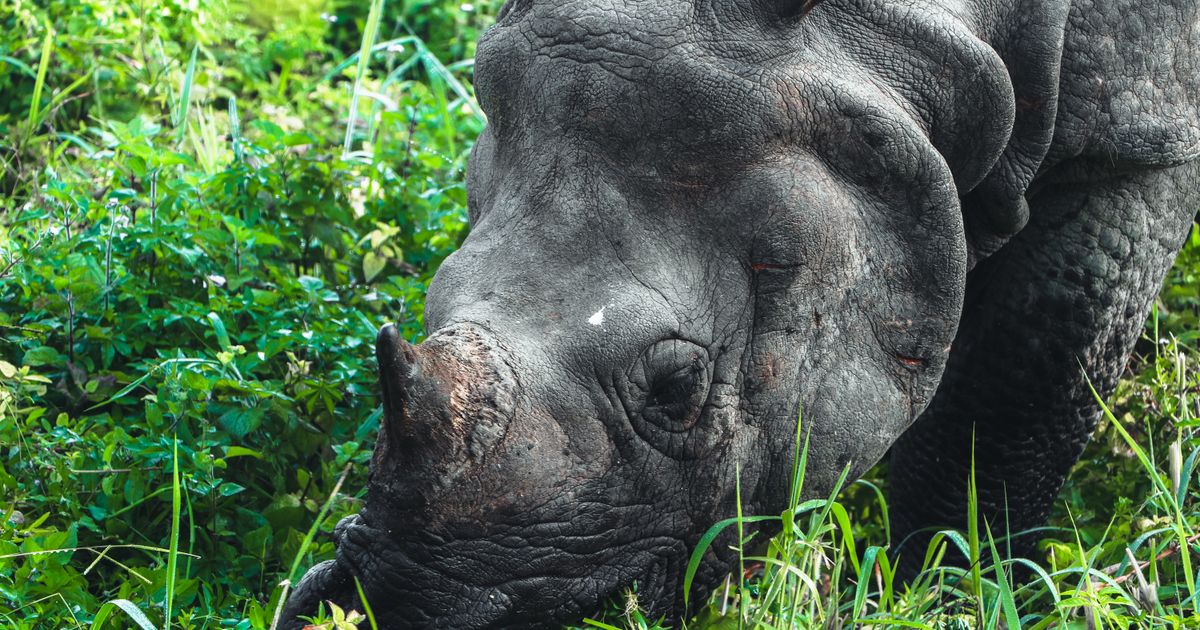 Chitwan Wildlife Tour — photo 5