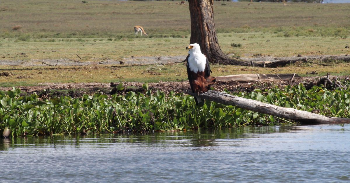 Naivasha Retreat — photo 4