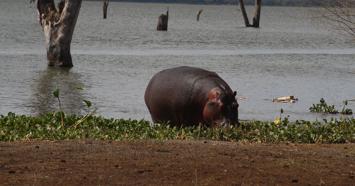 Naivasha Retreat — photo 5